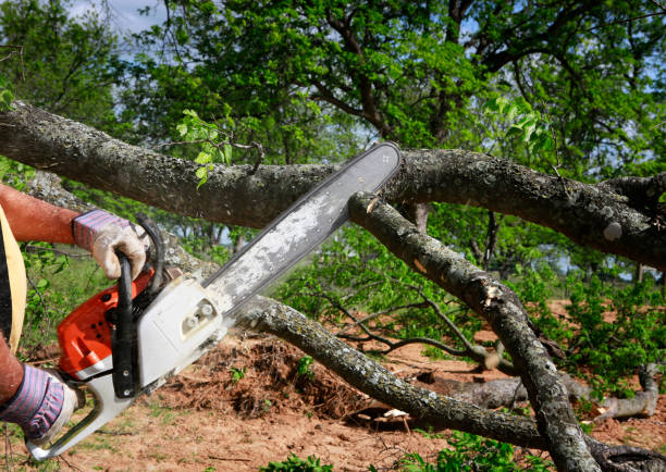 Lebanon, MO Tree Care Services Company